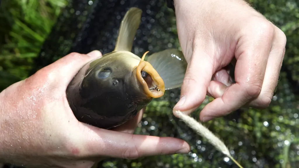Parliament rejects PvdD bid to ban barbed fishing hooks