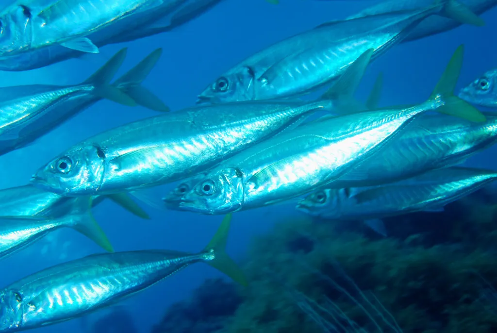 Coastal fishing community