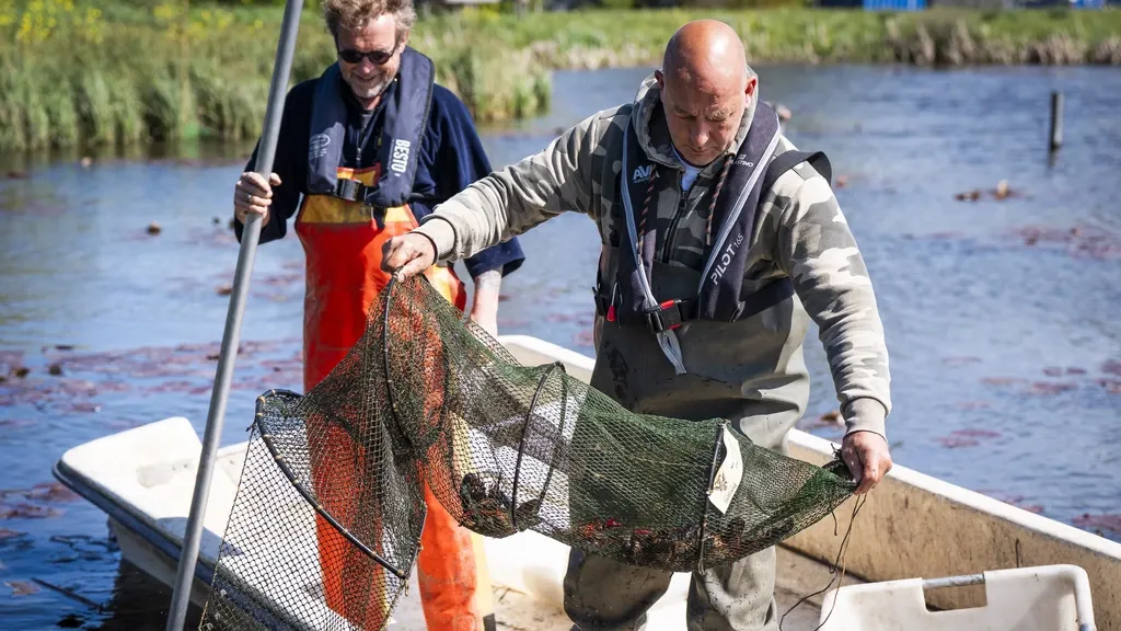 Hobby anglers also enlisted to remove harmful invasive American crayfish