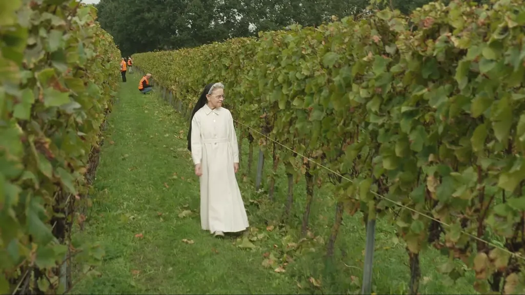 After a promising summer, Dutch winemakers still face tense weeks