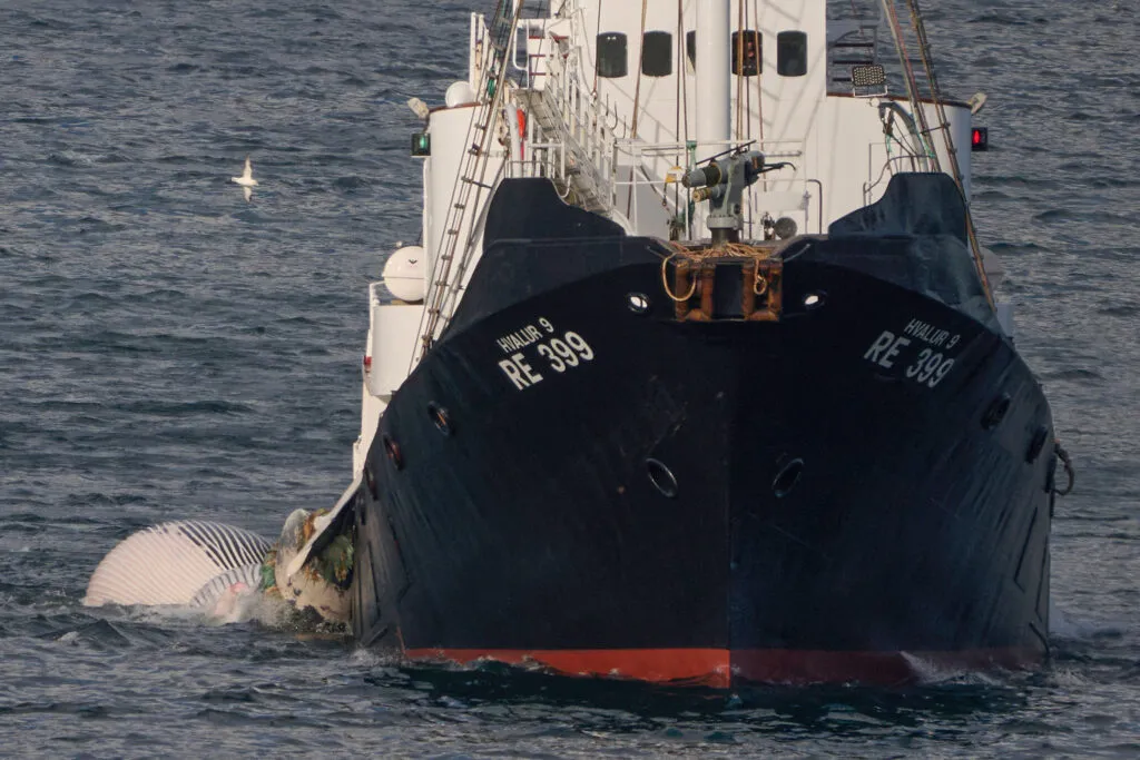 Hvalur 9 hauling a fin whale
