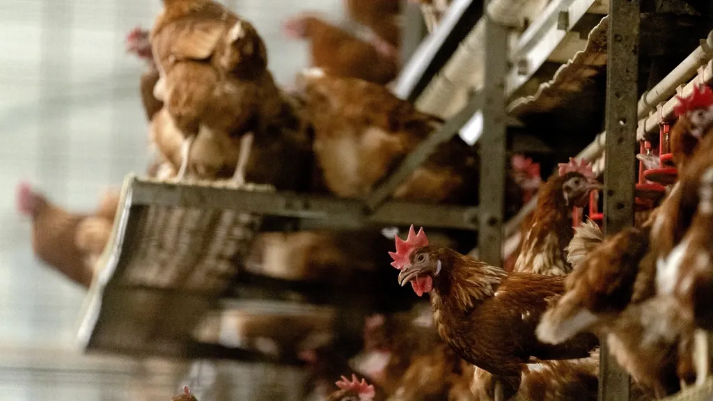 Immediate nationwide confinement order for poultry due to bird flu