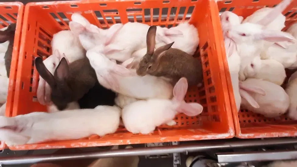 State Secretary Erkens appalled by footage of rabbit transport