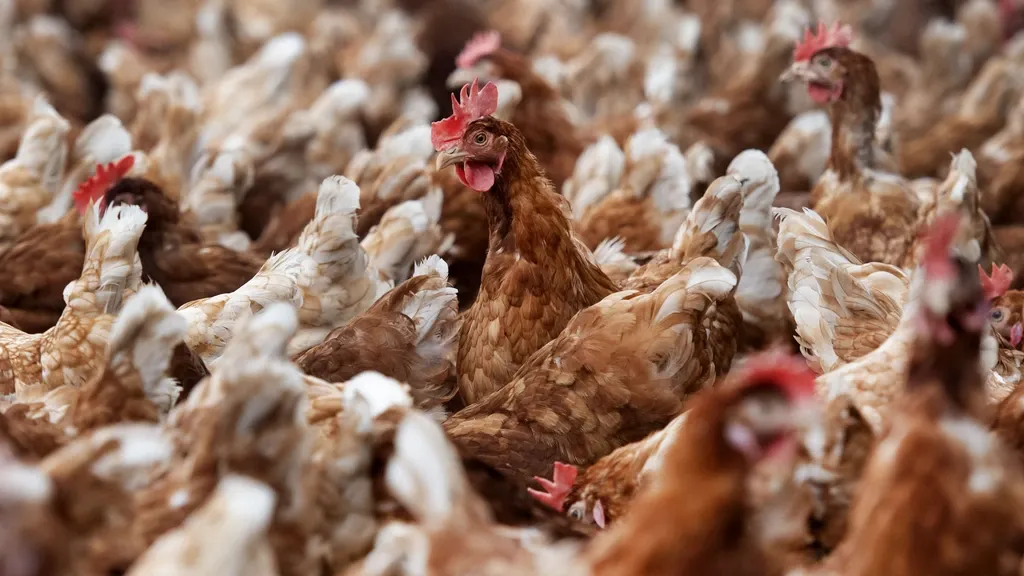 Minister: do everything to save permits of Brabant poultry farmers — don't yield to outside pressure