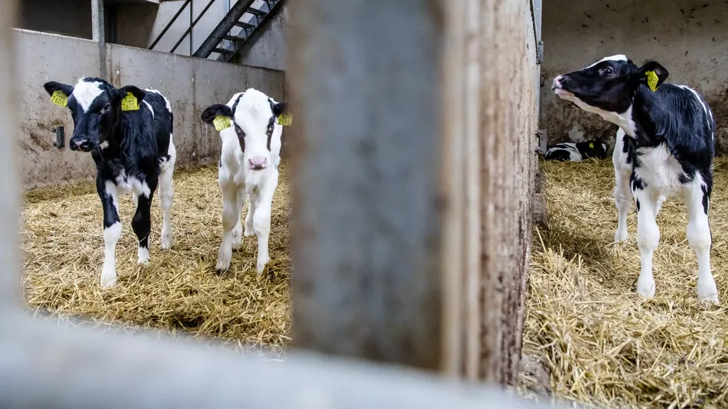 NVWA cracks down on calf transports from Ireland: too long without milk