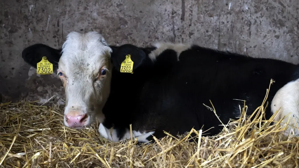 State Secretary Erkens backs ban on slaughter without stunning: 'Lift the taboo'